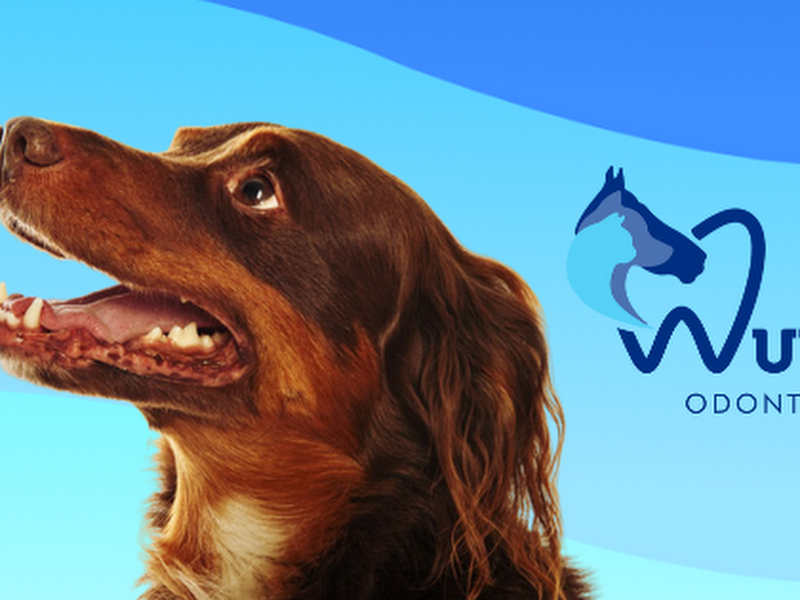 Foto de Murilo Pires Odontologia Veterinária