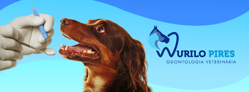 Foto 2 de Murilo Pires Odontologia Veterinária