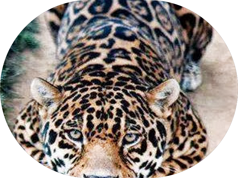 Foto 2 de Netto Odontologia - Dr. Christiano Netto e Equipe