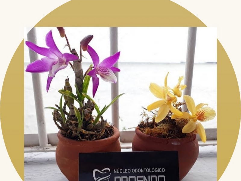 Foto 2 de Nucleo Odontologico Athena