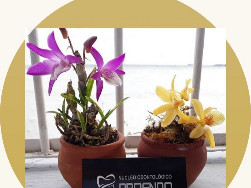 Foto de Núcleo Odontológico PróEndo