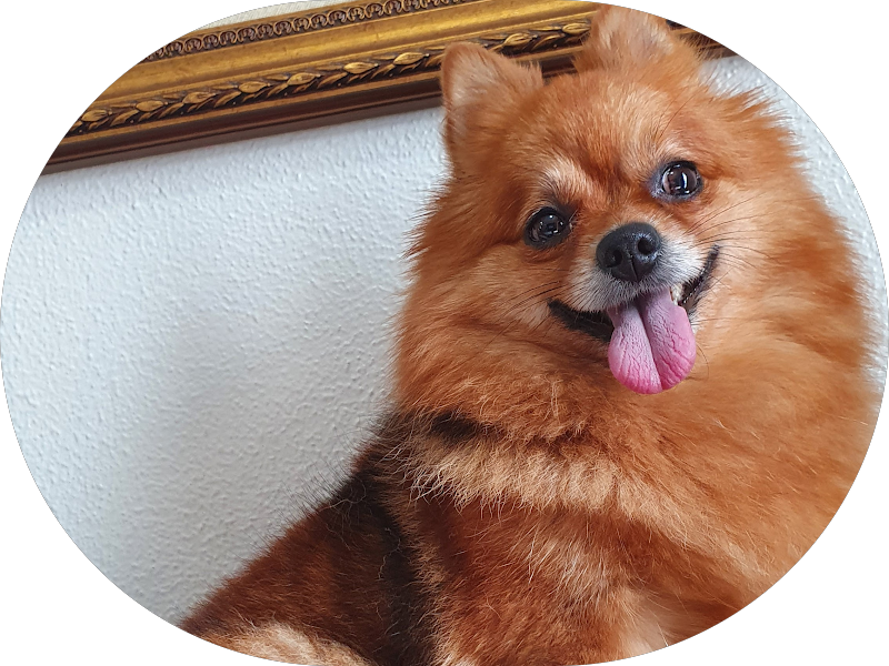 Foto 2 de Odonto family