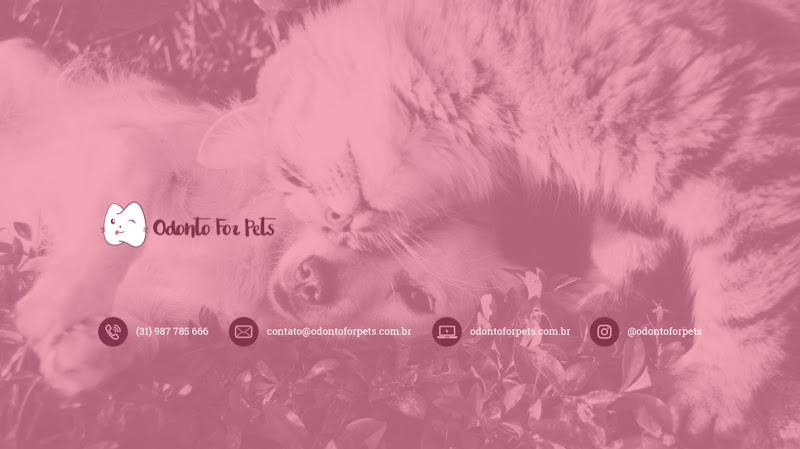 Foto 2 de Odonto For Pets