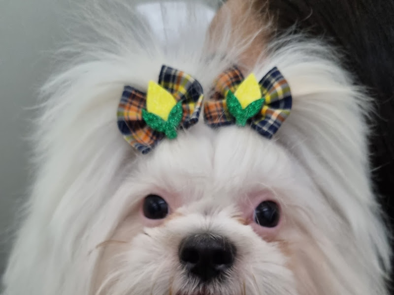 Foto 8 de Odonto For Pets