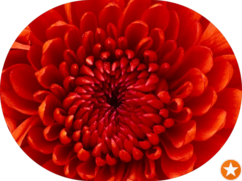 Foto 3 de Odonto Primer