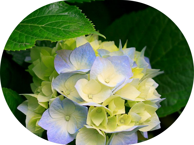 Foto 5 de Odonto Special - São José dos Campos