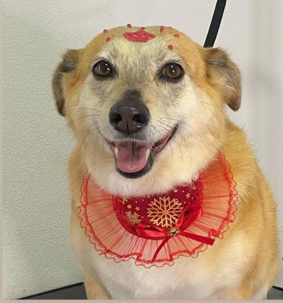 Foto 3 de Odontocão Odontologia Veterinária