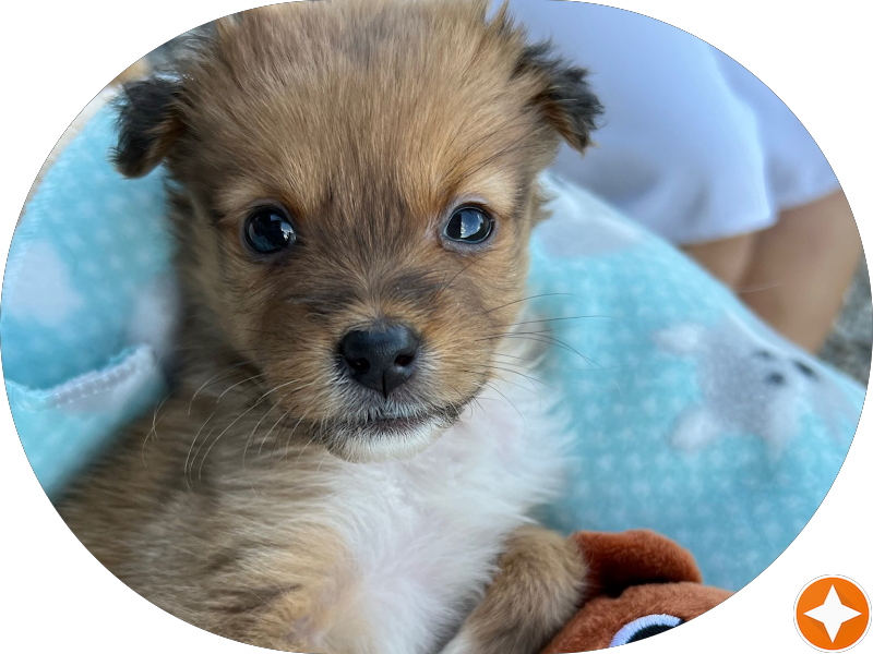 Foto 3 de OdontoCompany Tremembé