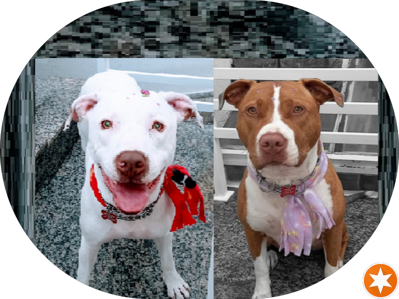 Foto 4 de Odontoli Espaço Saúde