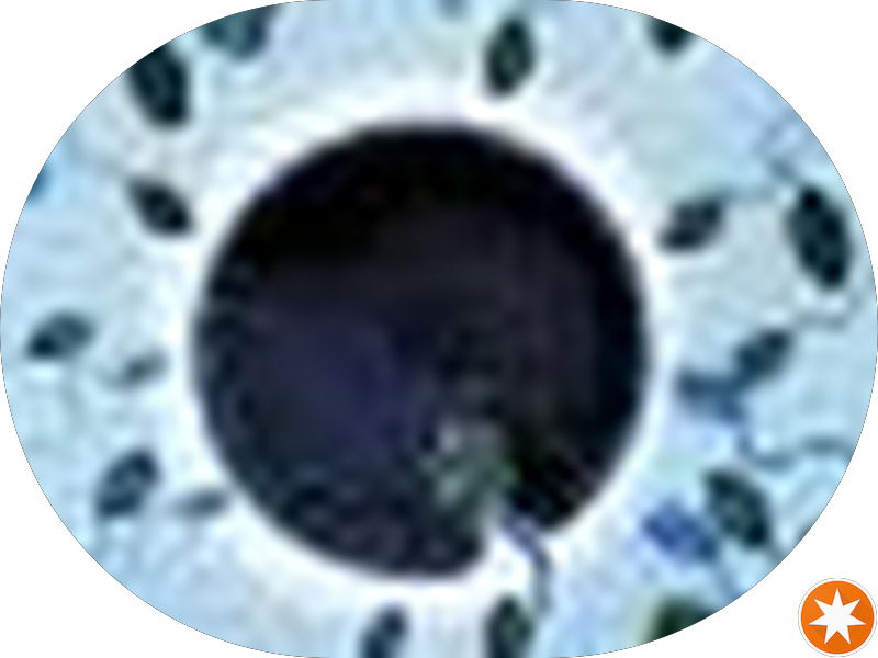 Foto 2 de Odontologia