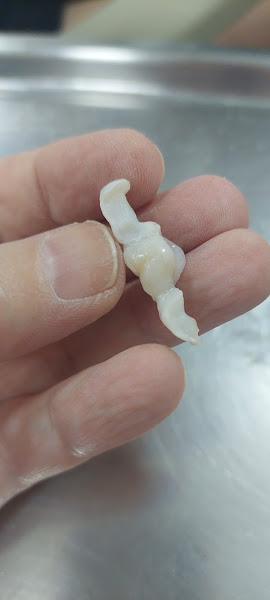 Foto 2 de Odontologia Dra. Andrea Oyole