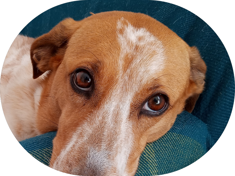 Foto 3 de Odontologia Primordiale