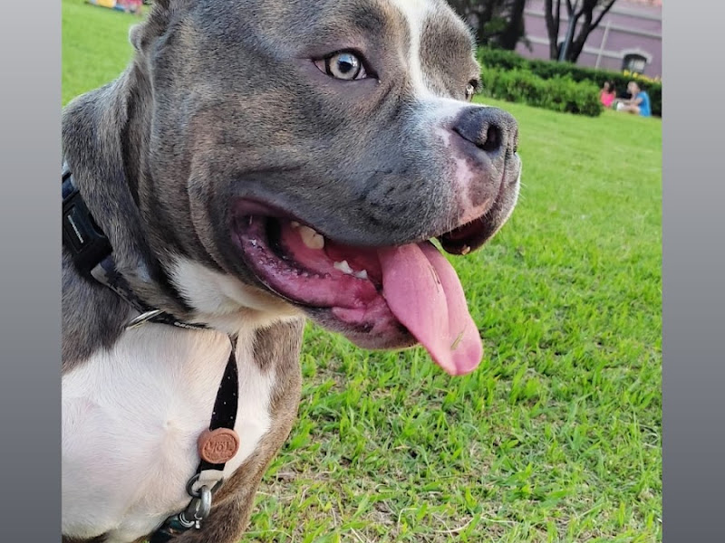 Foto 3 de Odontologia Veterinária