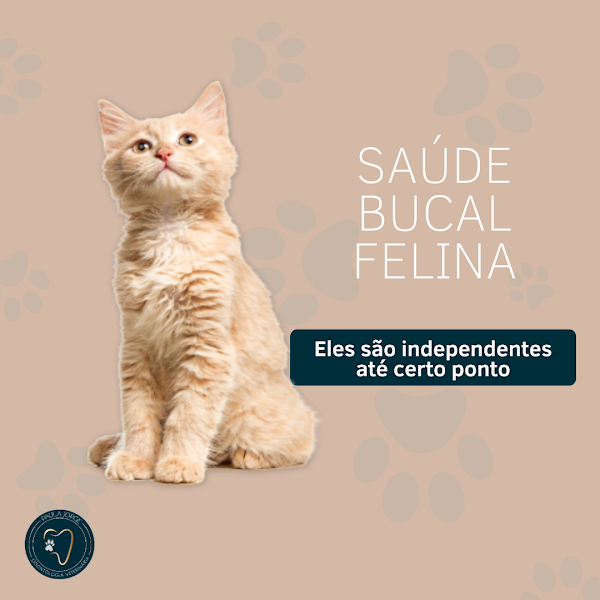 Foto 3 de Odontologia Veterinária - Cães e Gatos