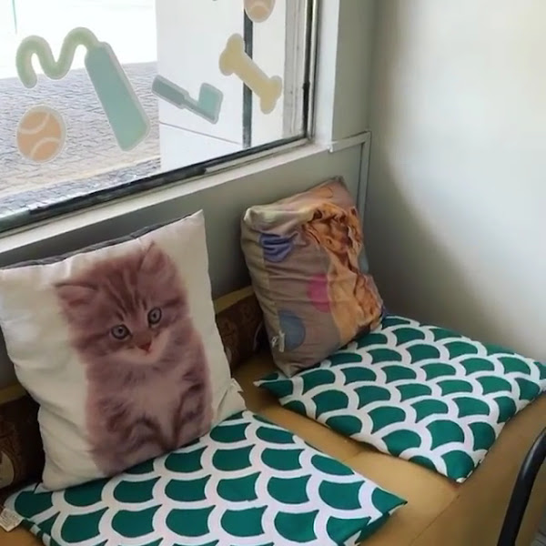 Foto 3 de Odontopetvet