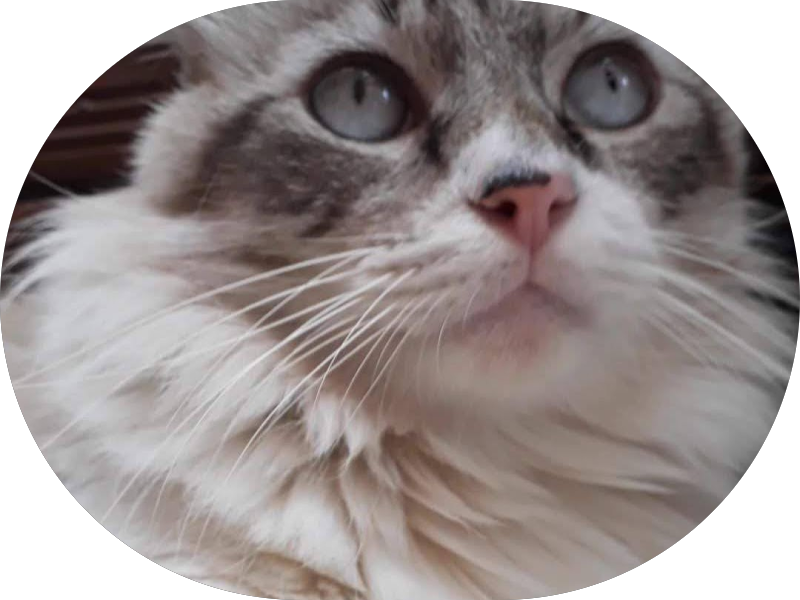 Foto 7 de Odontopetvet