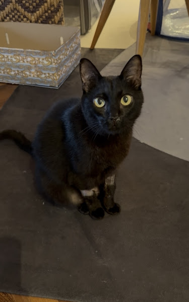 Foto 3 de Odontovet - Centro Odontológico Veterinário