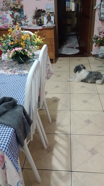 Foto 4 de Odontovet - Centro Odontológico Veterinário