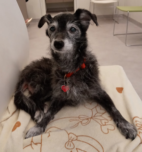 Foto 5 de Odontovet - Centro Odontológico Veterinário