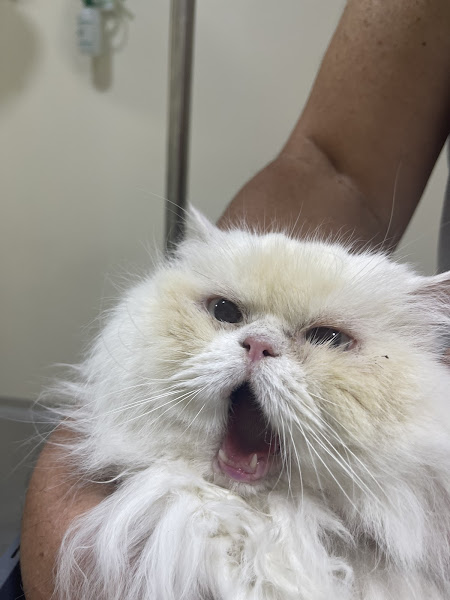 Foto 6 de Odontovet - Centro Odontológico Veterinário