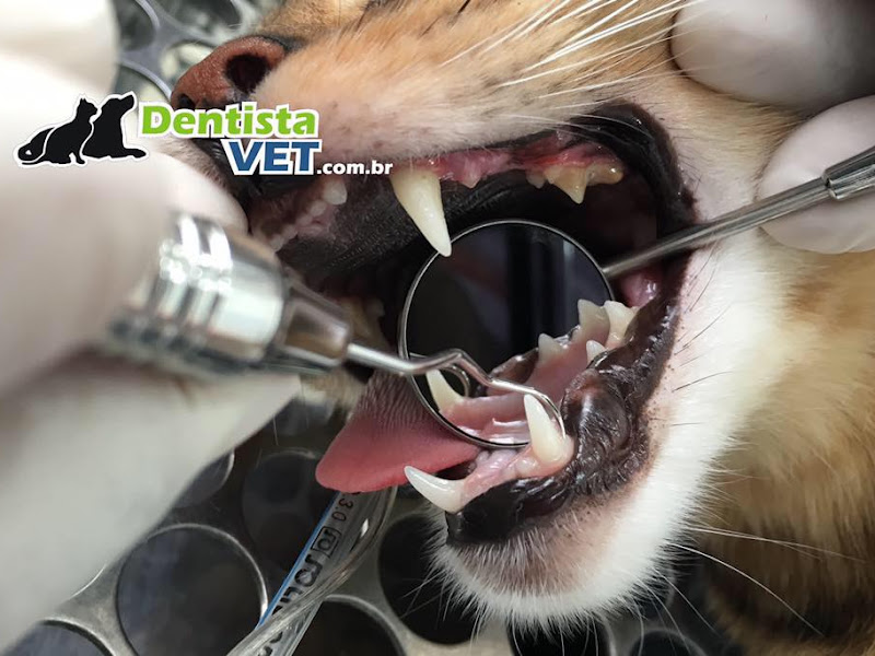 Foto 11 de Odontovet - Centro Odontológico Veterinário