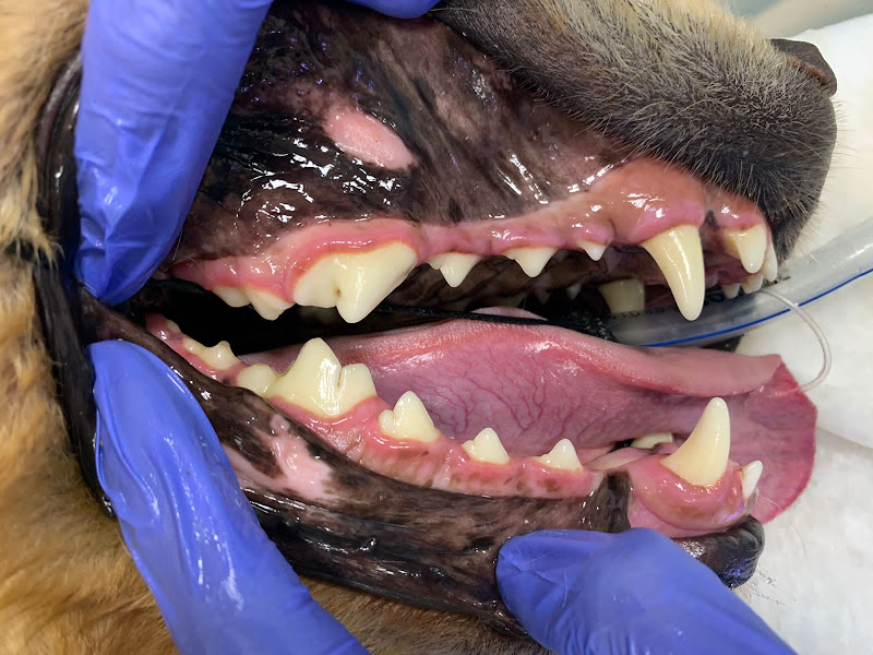 Foto 12 de Odontovet - Centro Odontológico Veterinário