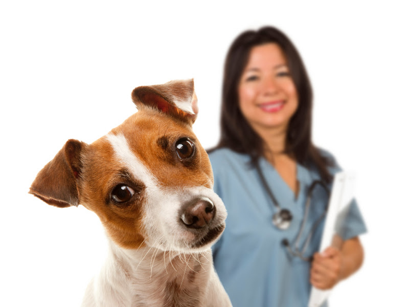 Foto 14 de Odontovet - Centro Odontológico Veterinário