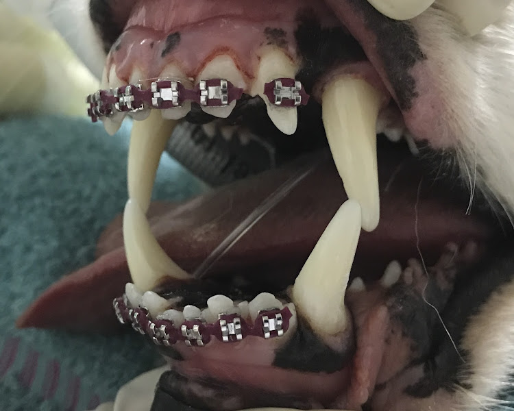 Foto 2 de OdontoZoo - Odontologia Veterinária