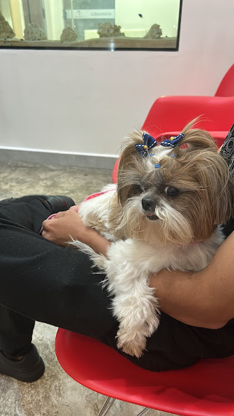 Foto 3 de OdontoZoo - Odontologia Veterinária