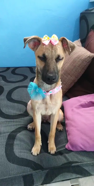 Foto 3 de Only Pet's