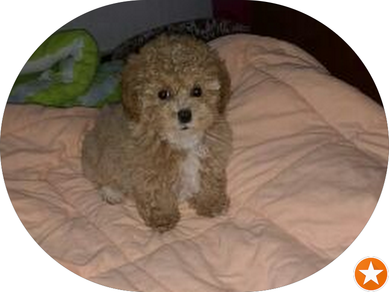 Foto 5 de Oral Unic Implantes Petrópolis