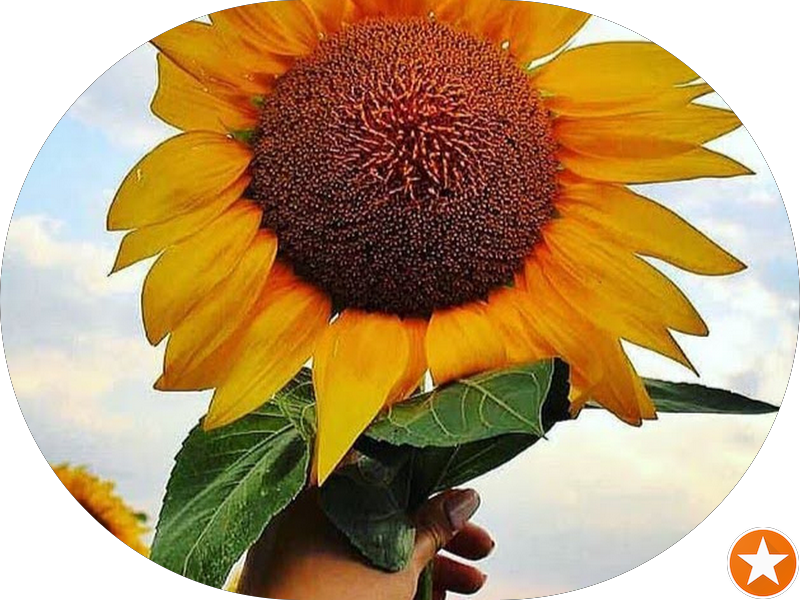 Foto 3 de Oralcamp Sumaré - Especialidades Odontológicas