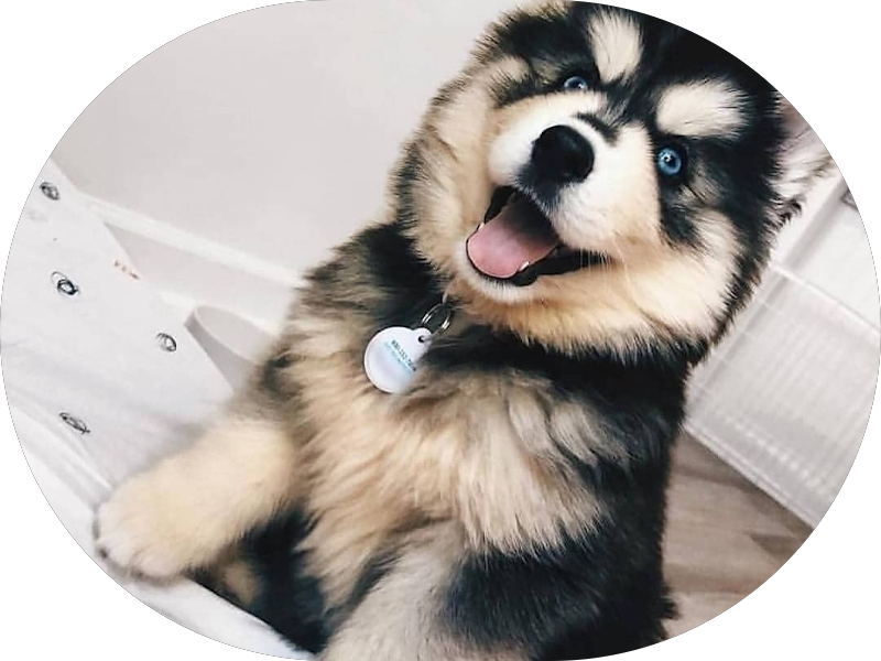 Foto 5 de OralDents Campos de Goytacazes | Dentista em Campos dos Goytacazes | Clínica odontológica | Prótese dental