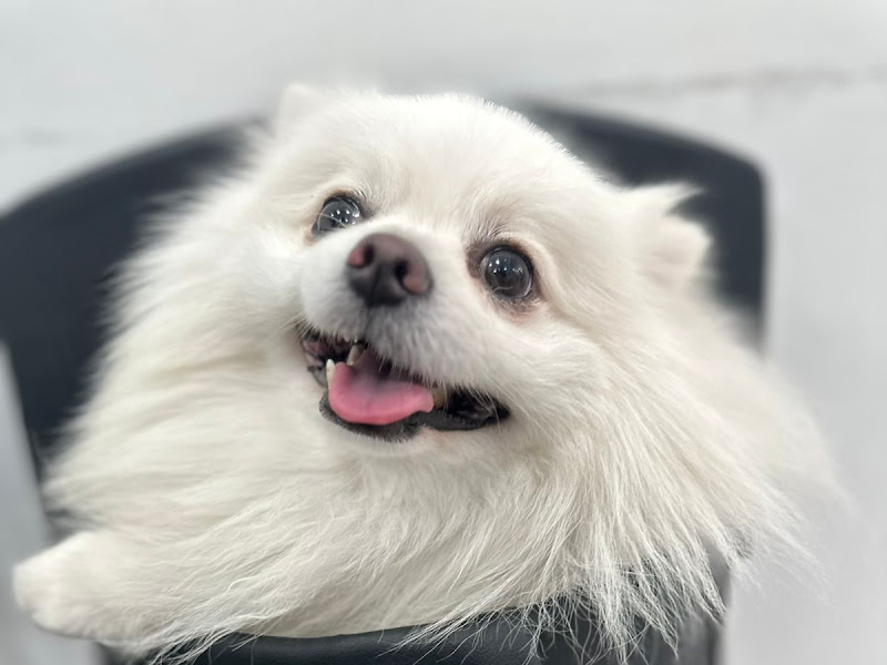 Foto 5 de Origami Vet