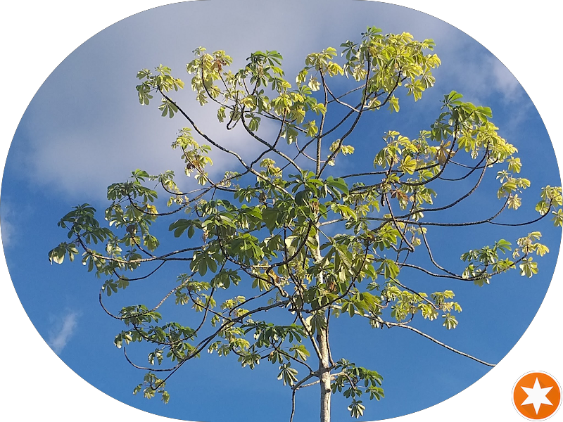 Foto 3 de Ortho Estética