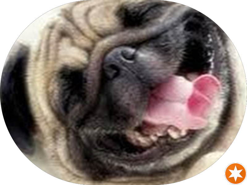 Foto 3 de Orthopride