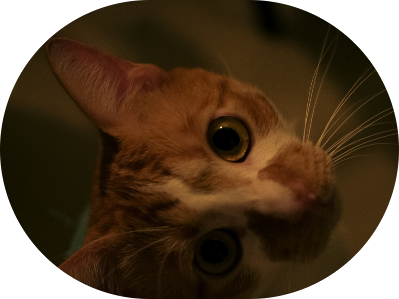 Foto 4 de Parmagnani e Ramos Odontologia