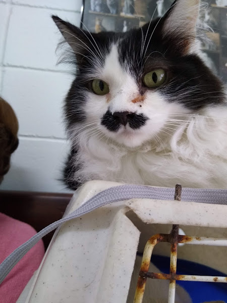 Foto 2 de Patas & Garras