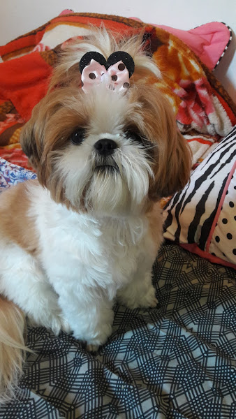 Foto 3 de Patas & Garras