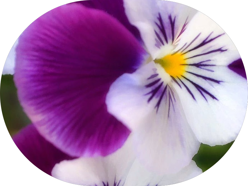 Foto 2 de Pavan Odontologia