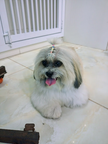 Foto de Pet Anjo Salvador Rio Vermelho