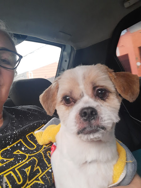 Foto 3 de Pet de TODOS - Itaim Paulista