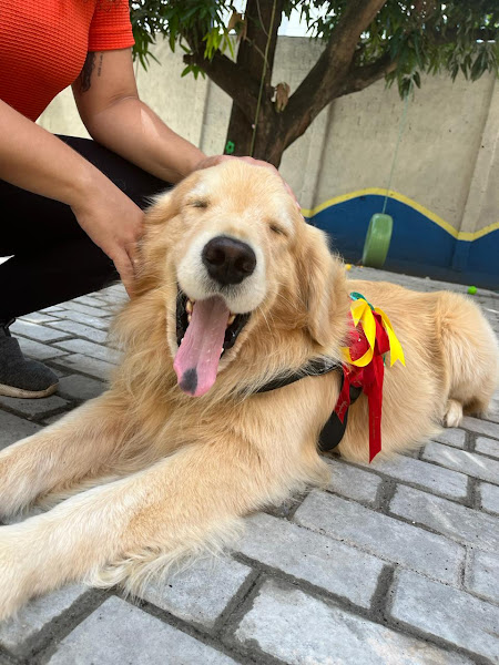 Foto 3 de Pet Villa Torre