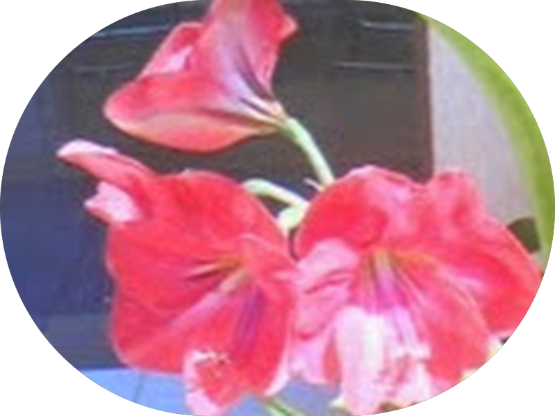 Foto 2 de Policlínica Odonto