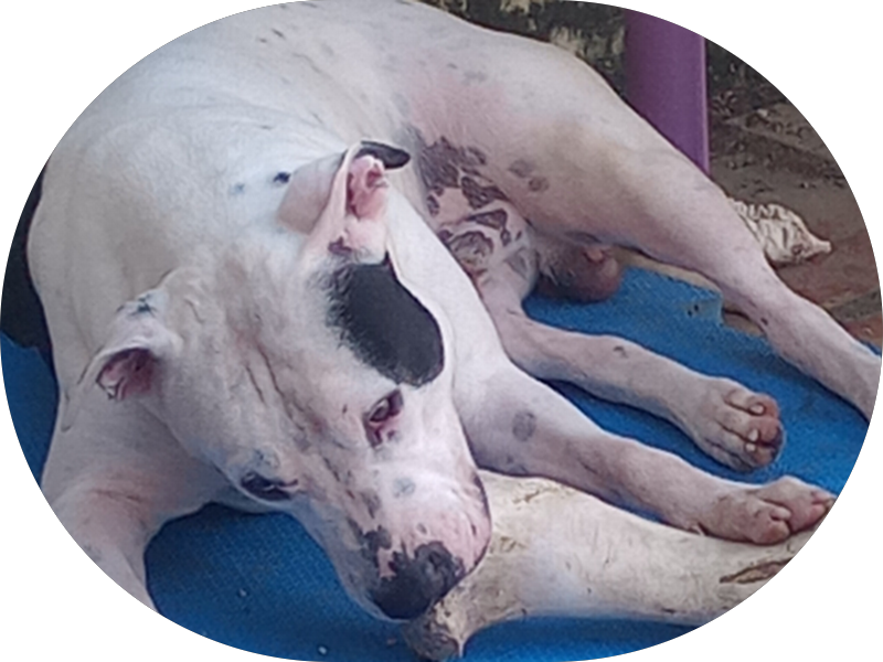 Foto 6 de ✅ POPdents Messejana 2