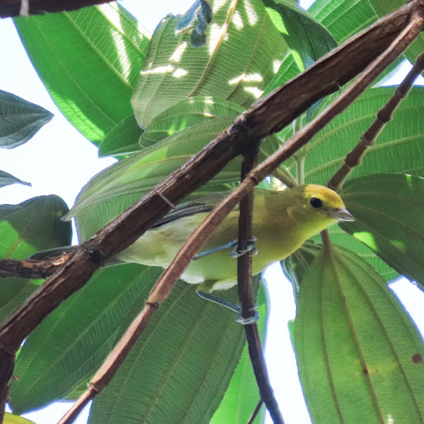 Foto 3 de Praia da Fazenda