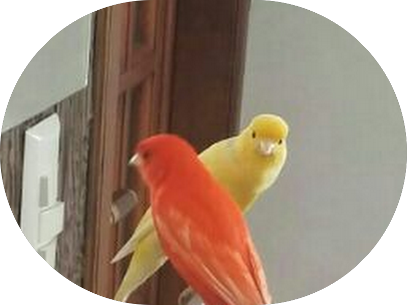 Foto 4 de Qualis Clínica Odontológica