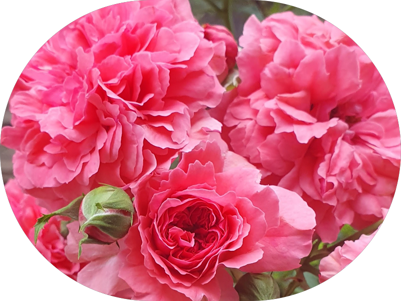 Foto 3 de Renova Clinic