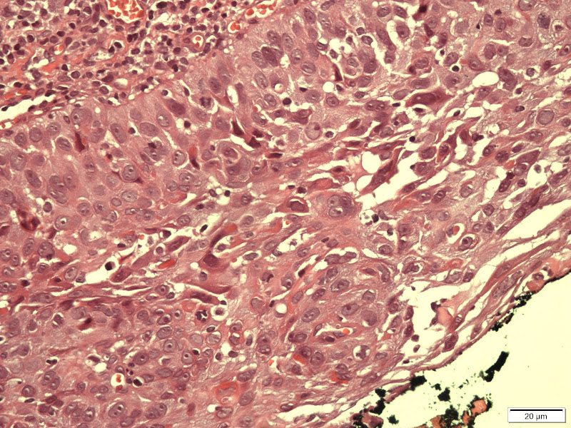 Foto 2 de Ricardo Losekann Paiva Estomatologista,periodontite, buco facial