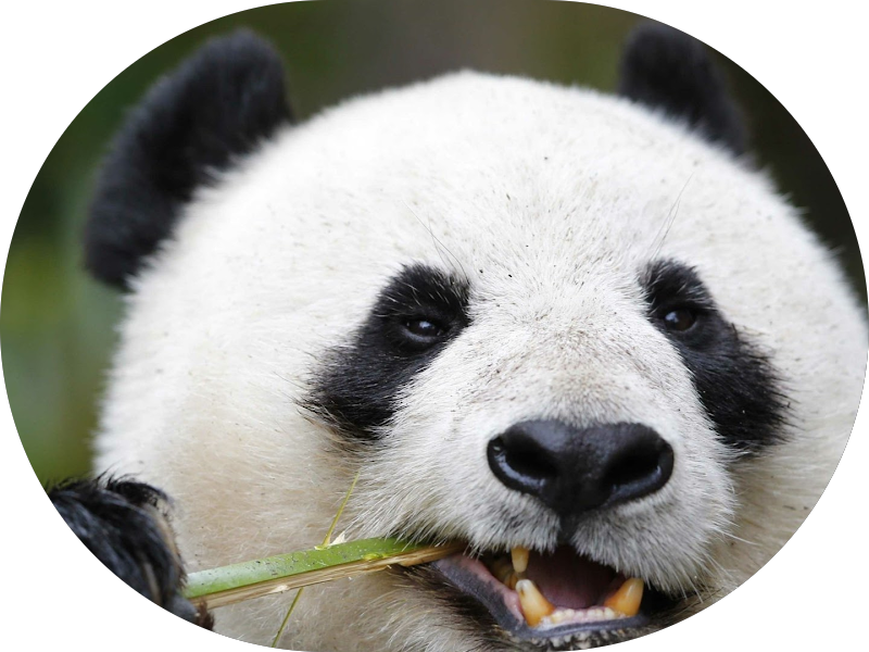 Foto de São Paulo Sorrisos Odontologia